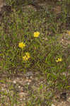 Georgia frostweed